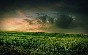 green grass field under gray sky