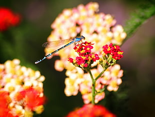 blue damsel dragonfly perching on red flower in close-up photography