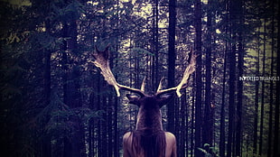 person with moose head illustration, elk, forest, people, nature