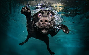 adult black labrador retriever swimming on body of water HD wallpaper