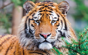 orange and black tiger, animals, tiger, closeup, big cats