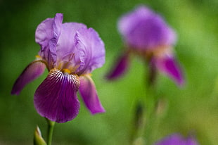 selective photography of purple flower, irises HD wallpaper