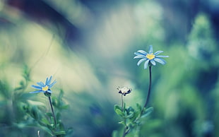 two blue petaled flowers, flowers, nature, depth of field, blue flowers HD wallpaper