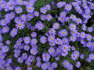 purple aster flower, Asters, Flowers, Flower bed