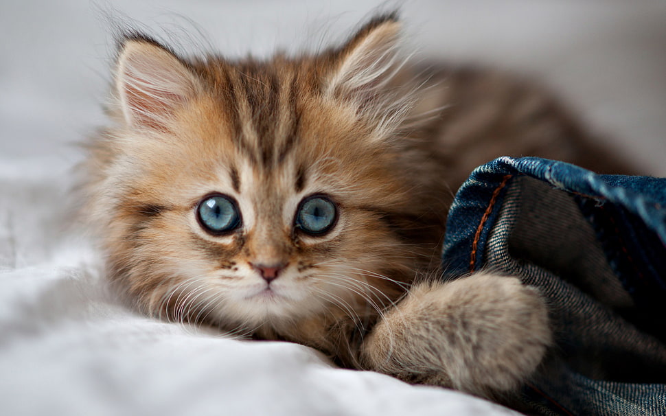 brown tabby kitten lying on bed HD wallpaper
