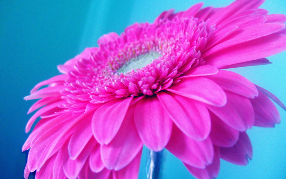 pink petaled flower in closeup photography HD wallpaper