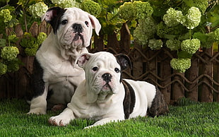 closeup photo of two white-and-brindle English Bulldog puppies lying on green sod near flowers during daytime HD wallpaper