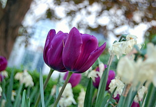purple petaled flower, tulips HD wallpaper