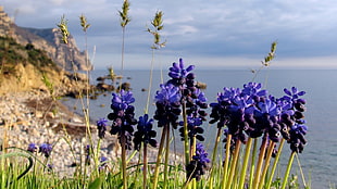 Grape Hyacinths beside a sea closeup photography at daytime