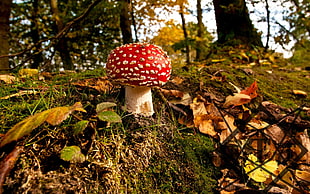 white and red mushroom