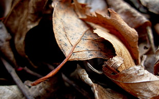 closeup photo of brown leaves
