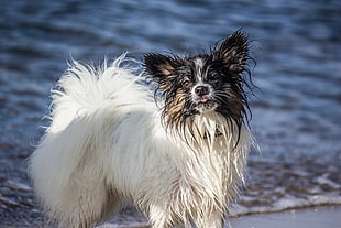 adult white and black papillon