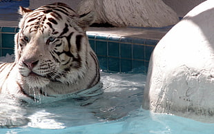 Tiger on indoor pool