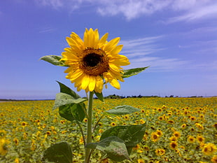 yellow and green sunflower under blue sky picture during daytime
