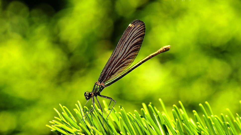 Dragonfly perch on grass HD wallpaper