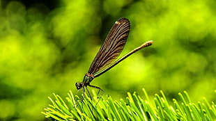 Dragonfly perch on grass HD wallpaper