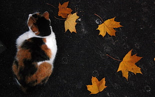 white and black cat with maple leafs