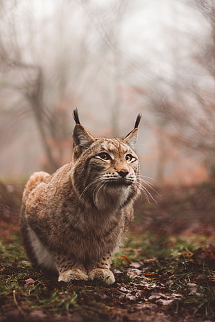 brown lynx, Lynx, Predator, Large cat HD wallpaper