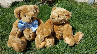 two brown bear plush toys