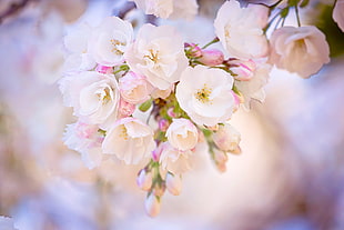 selective-focus photography of white and pink petaled flowers HD wallpaper