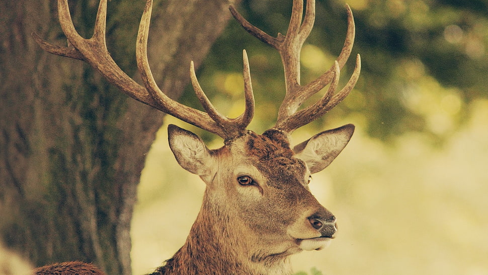 photo of deer HD wallpaper