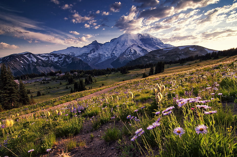 bed of flowers, mountains, landscape, nature HD wallpaper