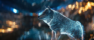 blue wolf, wolf