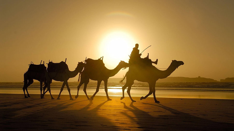 silhouette of four camels photo, camels, sunlight, shadow, desert HD wallpaper