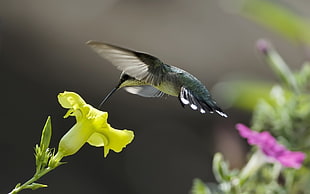 macro shot green and black humming bird
