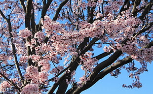 cherry blossoms on tree HD wallpaper