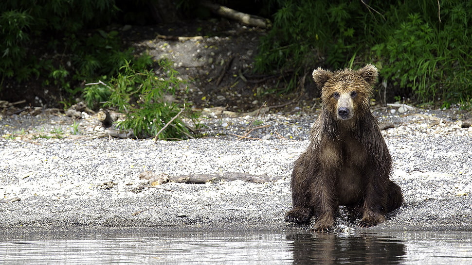 black bear, animals, bears HD wallpaper