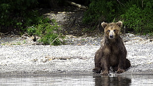 black bear, animals, bears
