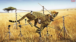 Cheetah photography, artwork, commercial, Canon, animals HD wallpaper