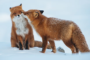 two brown-and-white foxes