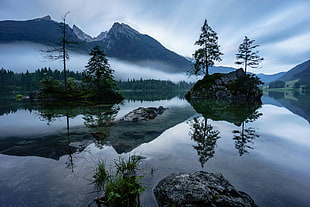 two islets with two trees surrounded by water near fog-covered mountain