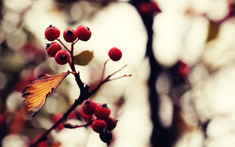 selective focus photography of round red fruits HD wallpaper