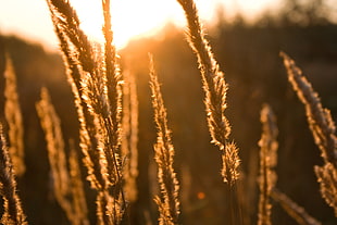 silhouette of grass during golden hour time photo