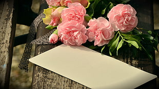 pink petaled flowers with white envelop HD wallpaper