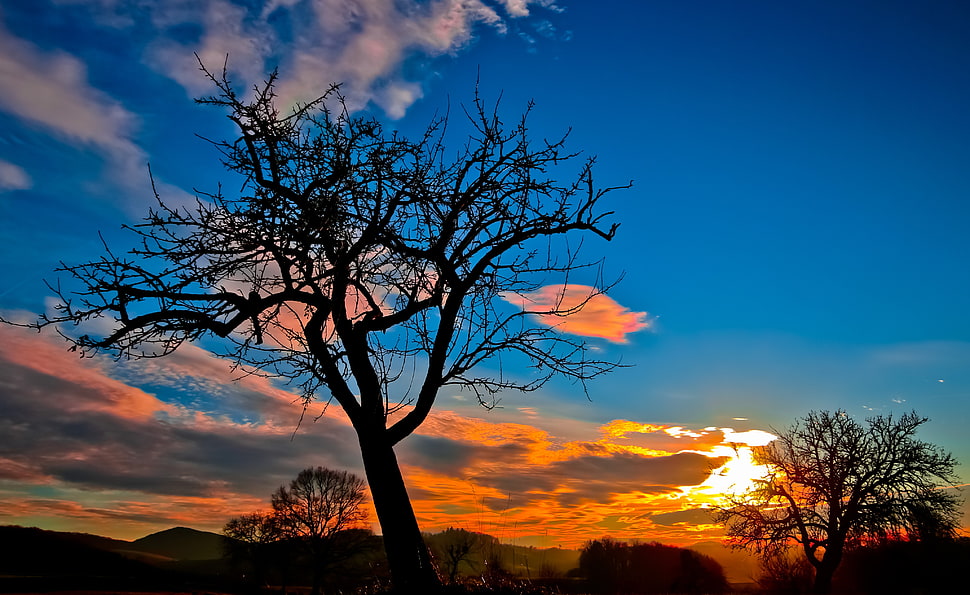 silhouette of bare tree during sunset HD wallpaper