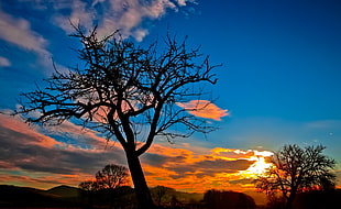 silhouette of bare tree during sunset