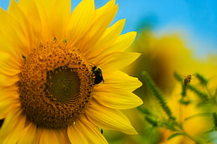 sunflower with bee during daytime