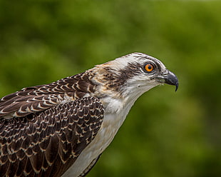 selective focus photography of eagle, osprey
