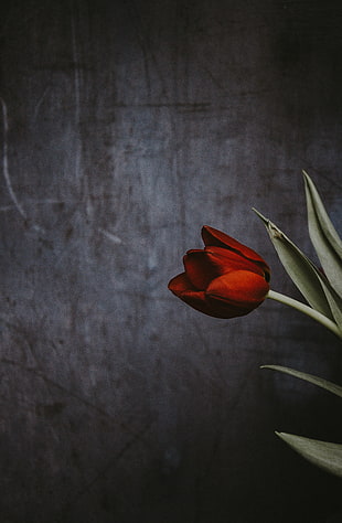 Tulip,  Flower,  Wall