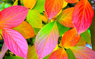 close up view of pink, green and red leaves
