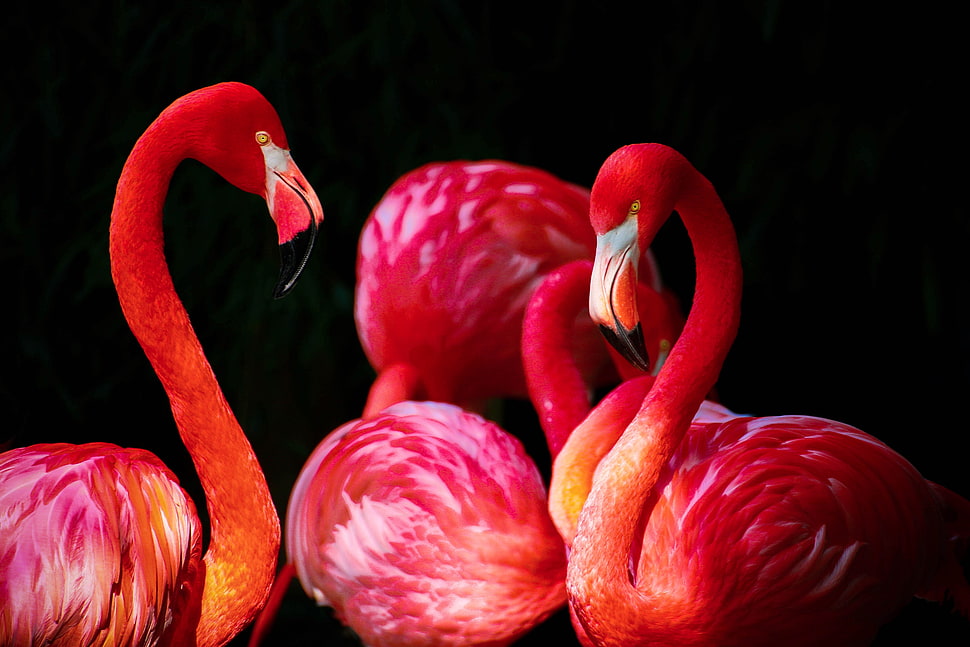 four flamingos HD wallpaper