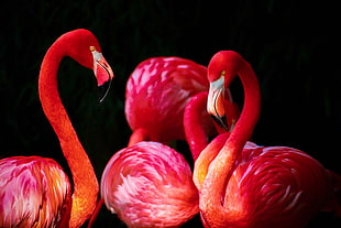 four flamingos HD wallpaper