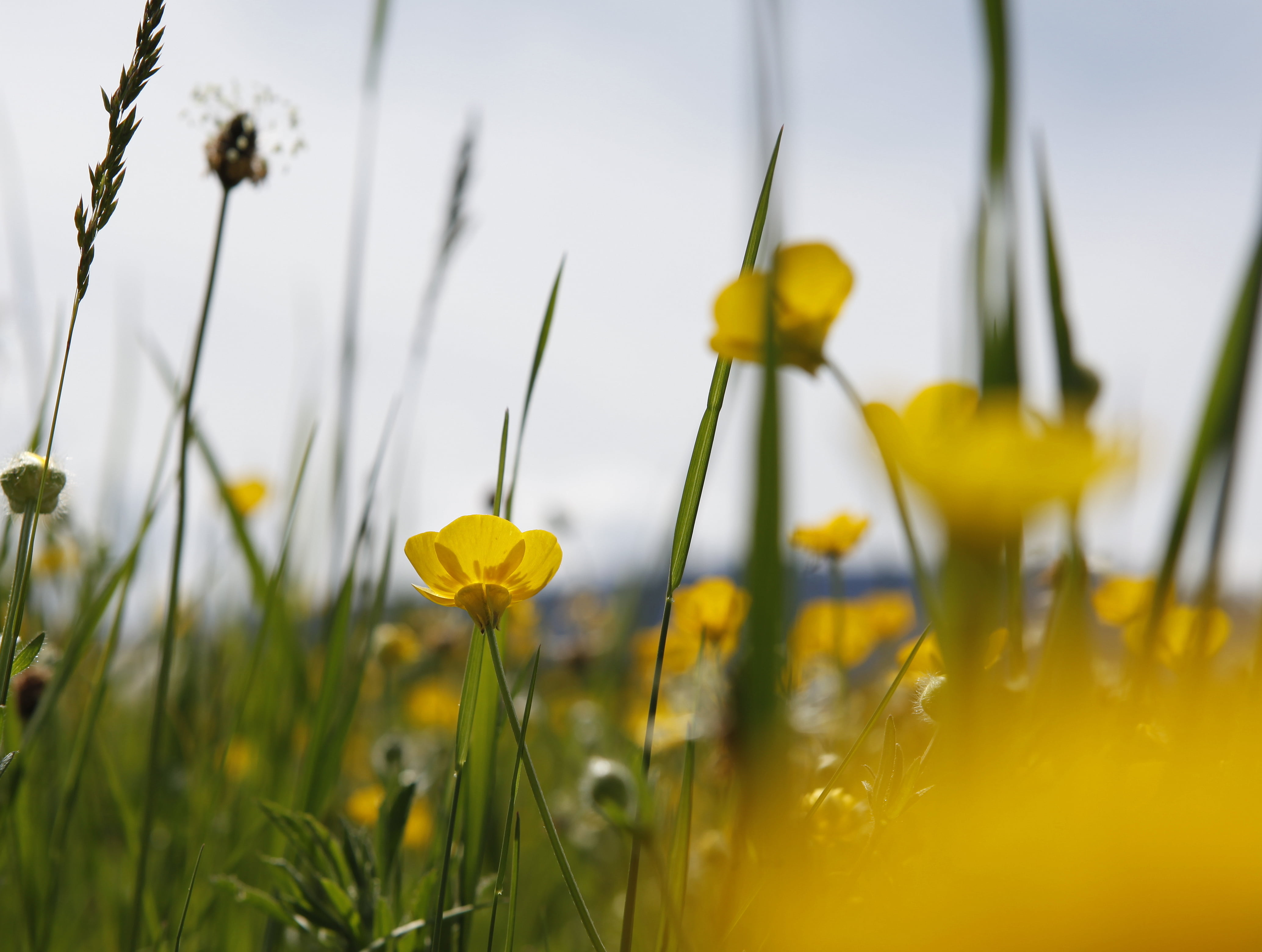 close-up photo of yellow petaled flowers during daytime