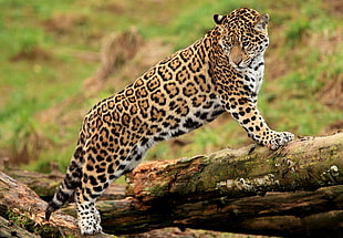 leopard on tree log during day HD wallpaper