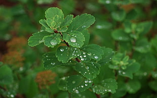 selective focus photography of green leafed watered plant HD wallpaper