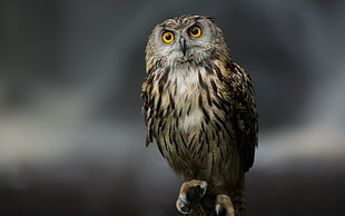 shadow depth of field photography of gray owl